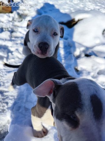 Amstaff kisfiú