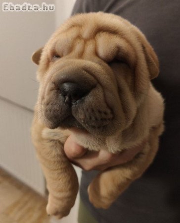 Sharpei kolykok