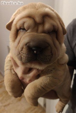 Sharpei kolykok