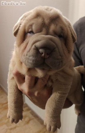 Sharpei kolykok