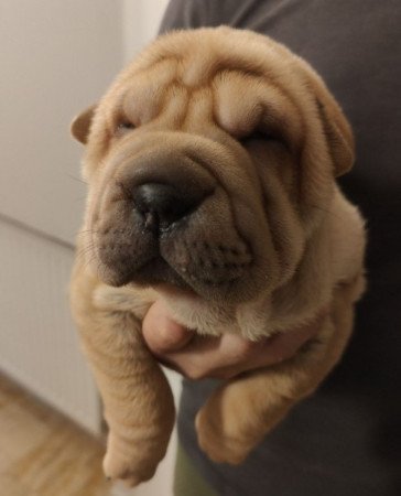 shar-pei