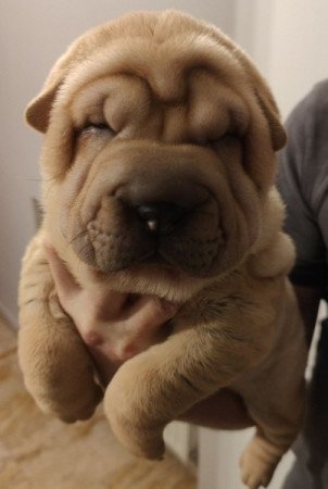 shar-pei