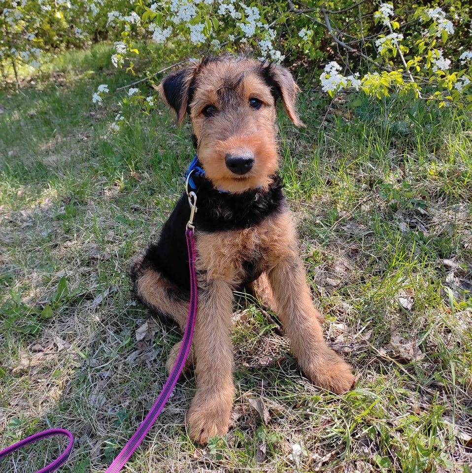 Dogsworld kutyaiskola