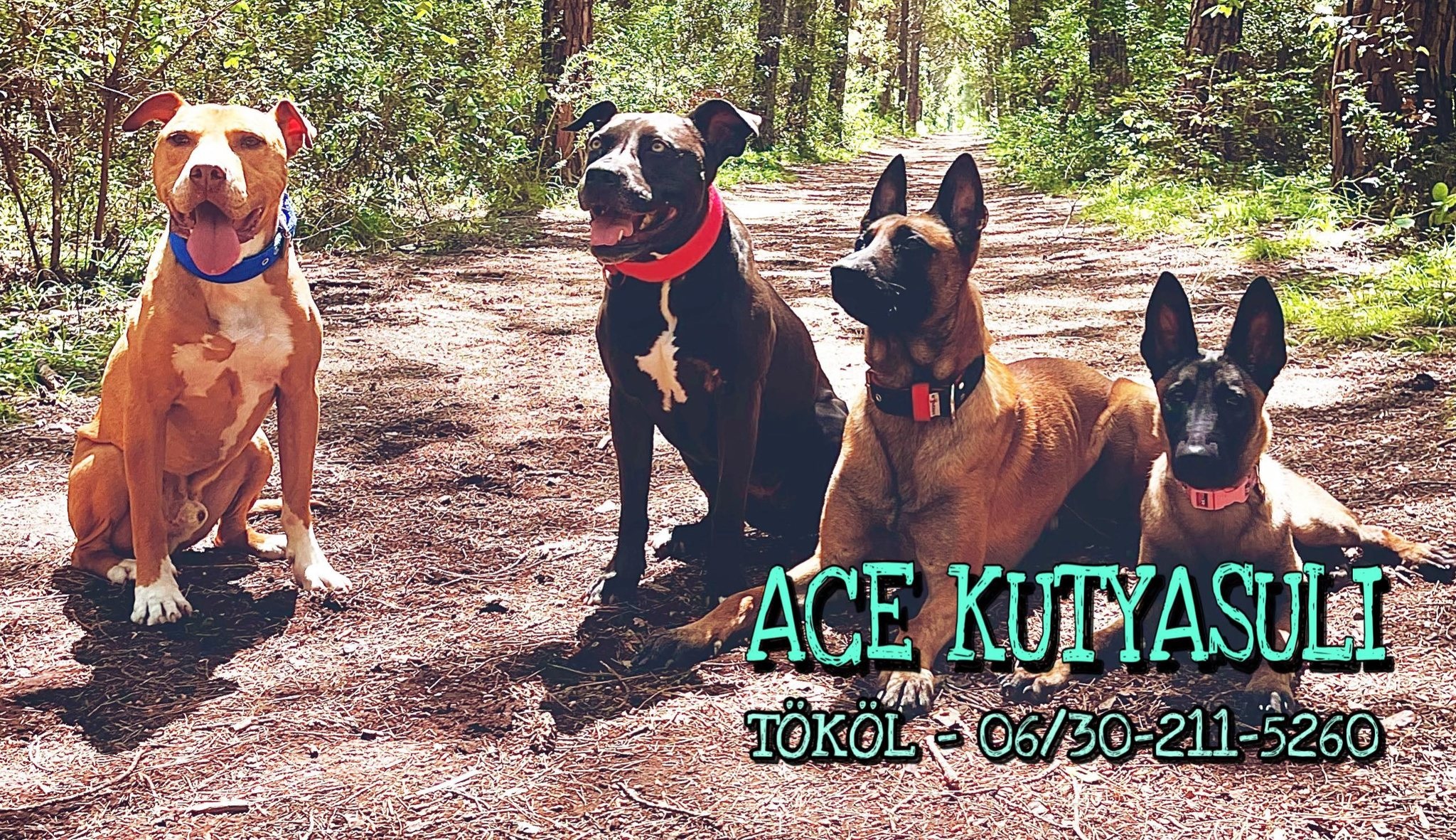 ACE Kutyasuli - kutyaiskola