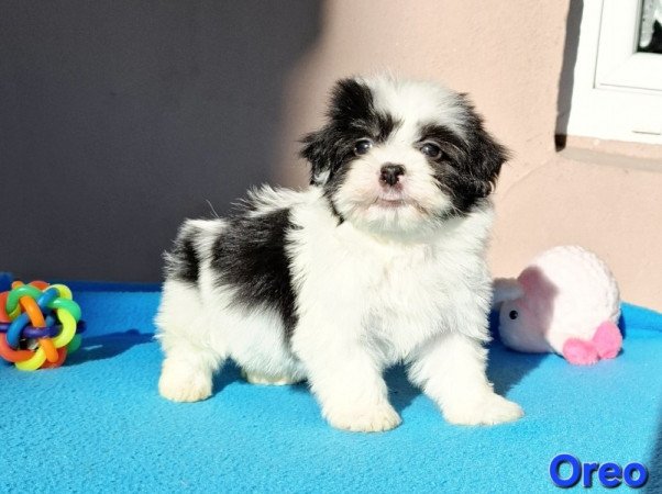 Bichon havanese