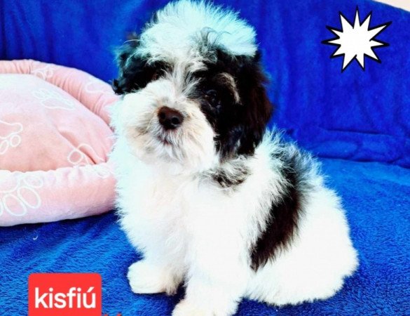 Havanese