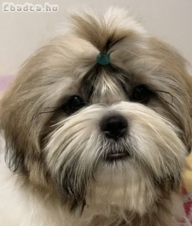 Shih Tzu fiú FCI