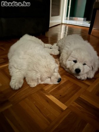 Kuvasz kan kiskutya