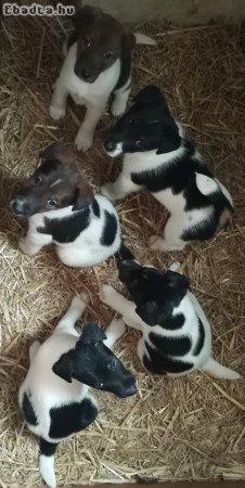 Simaszőrű foxterrier kutyakölykök