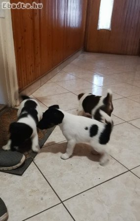 Simaszőrű foxterrier kutyakölykök