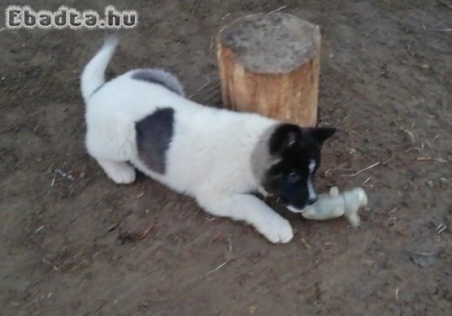 Foltos akita lány kutyus eladó