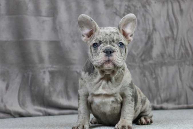 Francia bulldog