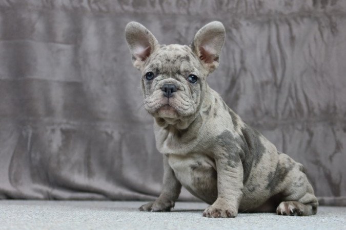 Francia bulldog