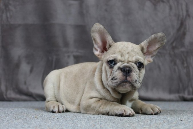 Francia bulldog