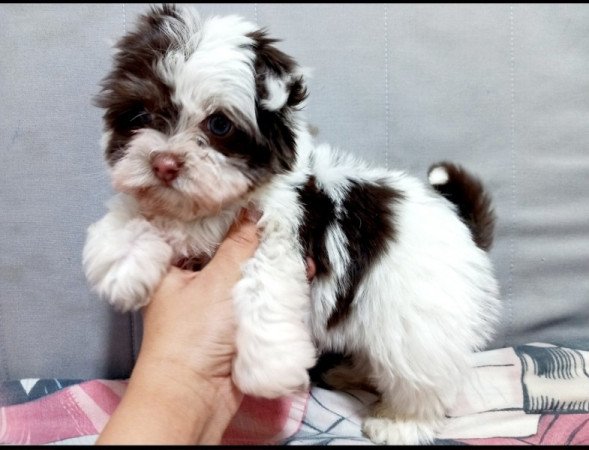 Bichon Havanese