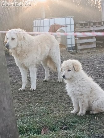 Eladó kuvasz kölyök