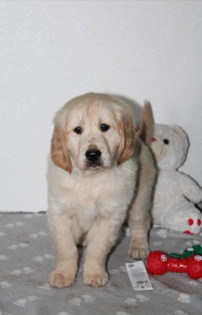 Golden Retriever kiskutyák