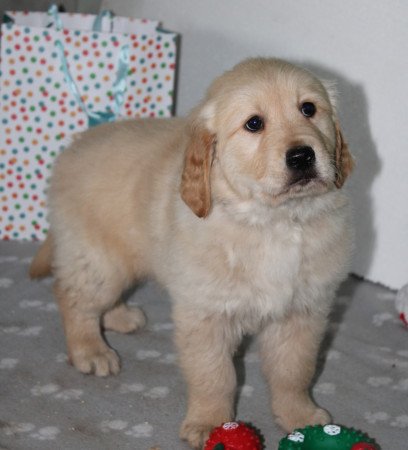 Golden Retriever kiskutyák