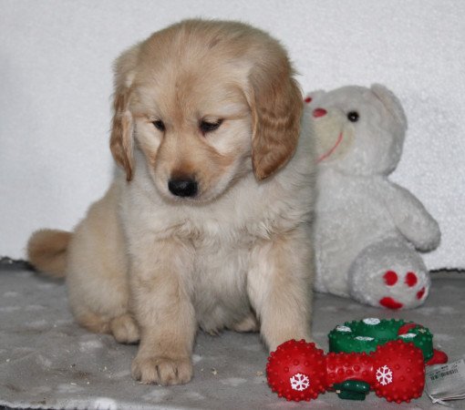 Golden Retriever kiskutyák