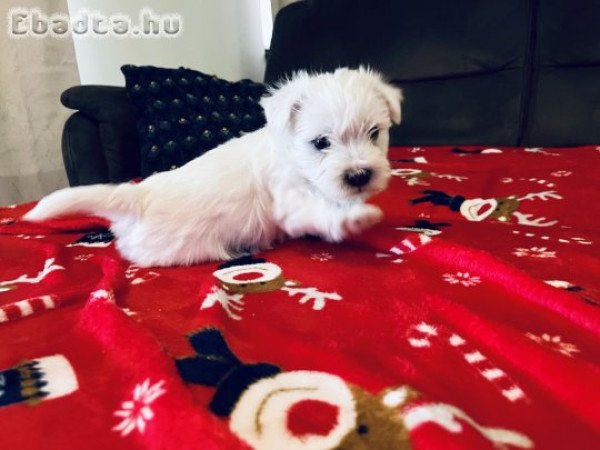 West Highland White terrier (Westie)