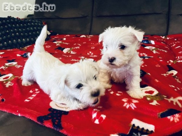 West Highland White terrier (Westie)