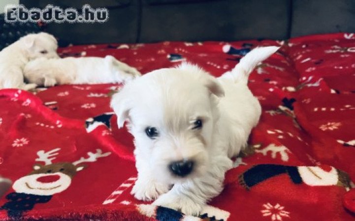 West Highland White terrier (Westie)