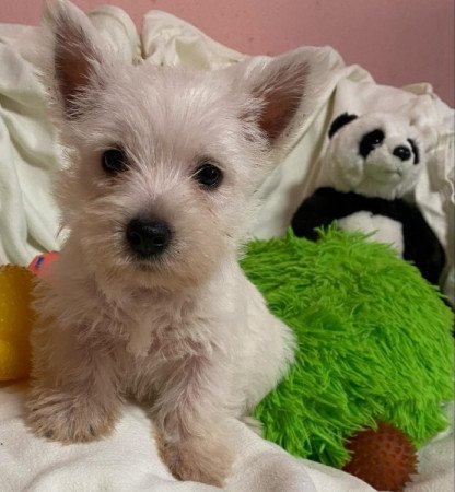 Westie White Terrier