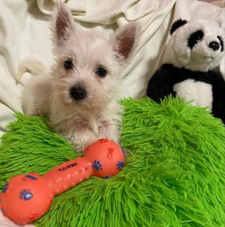 Westie White Terrier