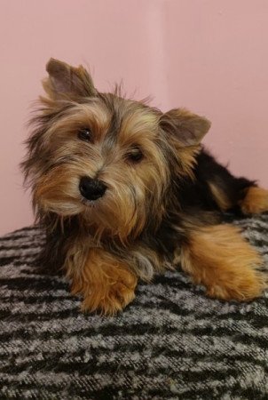 Yorkshire terrier