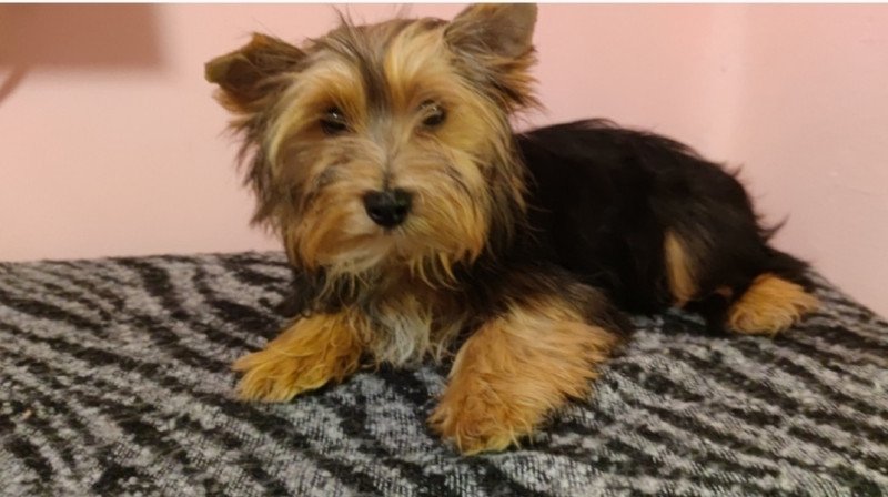 Yorkshire terrier