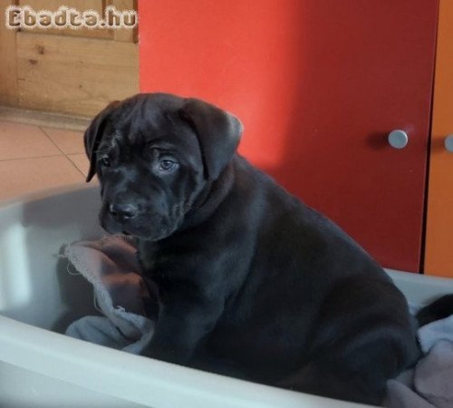 Fekete cane corso lány kölykök 8 hetesek