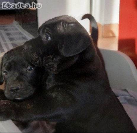 Fekete cane corso lány kölykök 8 hetesek