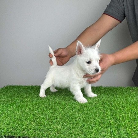 Westie West Highland White terrier