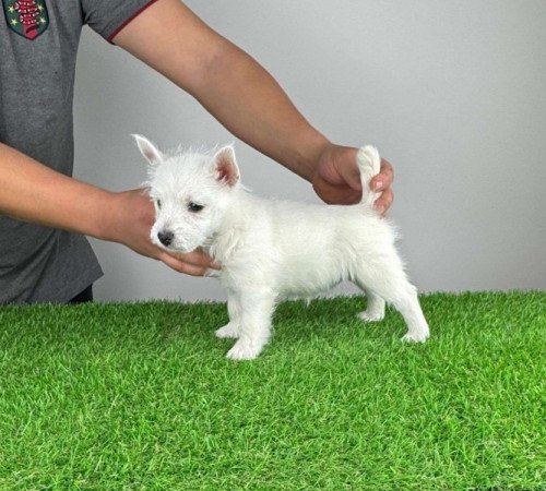 Westie West Highland White terrier