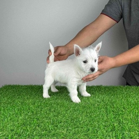 Westie West Highland White terrier