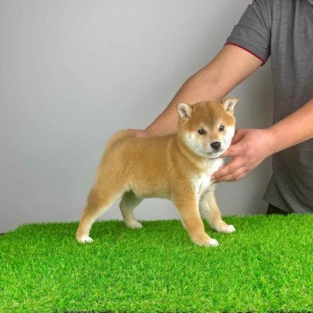 Shiba Inu