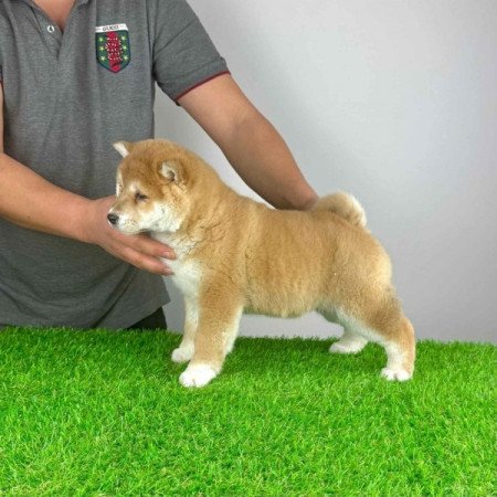 Shiba Inu