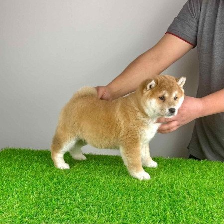 Shiba Inu