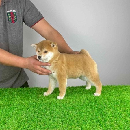 Shiba Inu