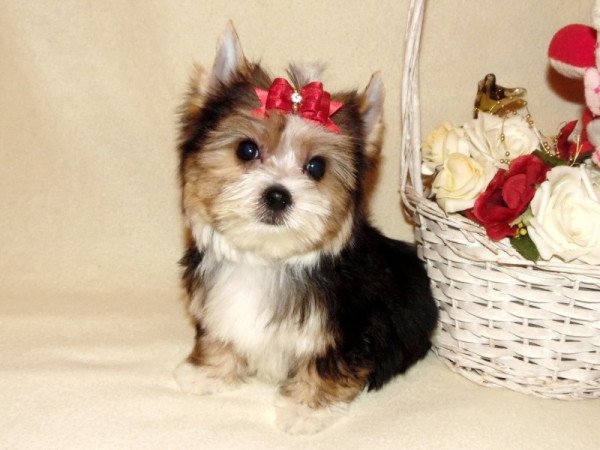 Biewer Yorkshire Terrier Yorki