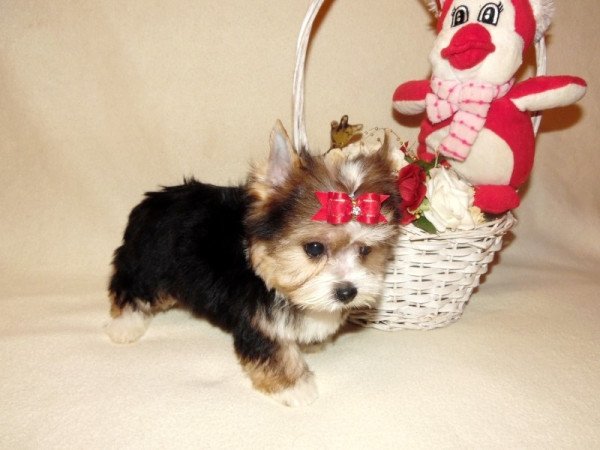 Biewer Yorkshire Terrier Yorki