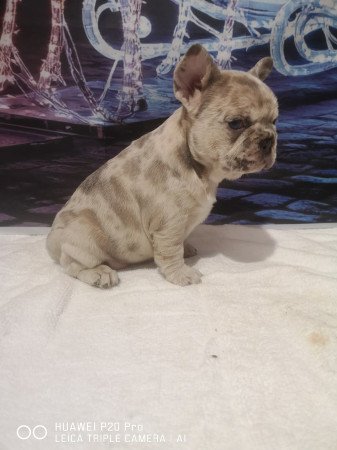 Francia bulldog