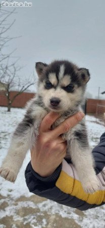 Gyönyörű kék szemű szíbériai huskyk eladók