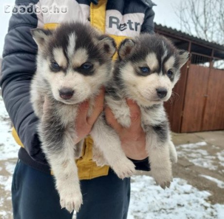 Gyönyörű kék szemű szíbériai huskyk eladók