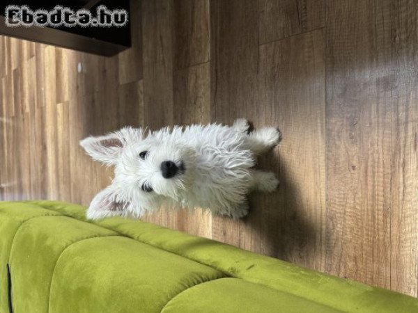 Eladó westie