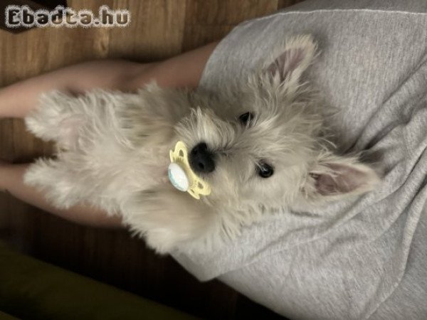 Eladó westie