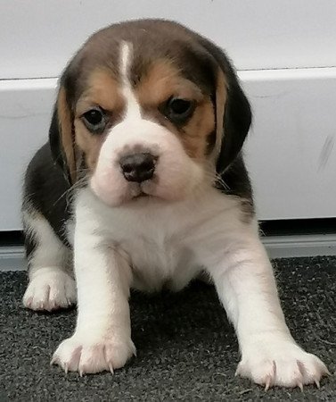 Beagle