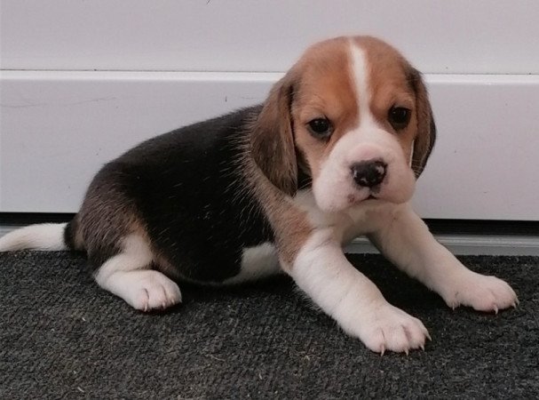 Beagle