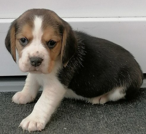 Beagle