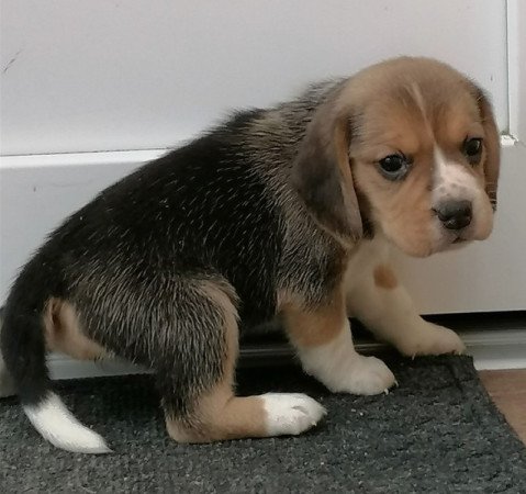 Beagle